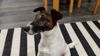 Kuvassa kettuterrieri Vili Heinolasta.
