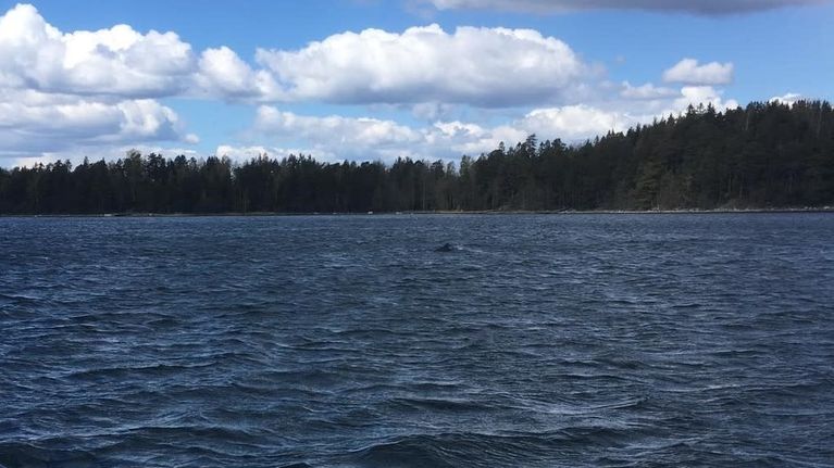 delfiinejä vedessä