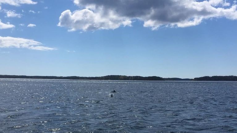 delfiinejä vedessä