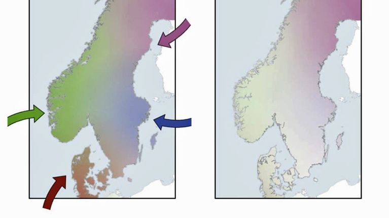 Kaksi Skandinavian karttaa. Vasemmalla saapuneiden muuttajien suunnat nuolina ja geenijakauma väreinä. Oikealla perimän jakutumunen nyt väreinä 