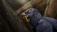 Piirroskuva lintua muistuttavasta dinosauruksesta, jonka suussa on eläimen jalka. 