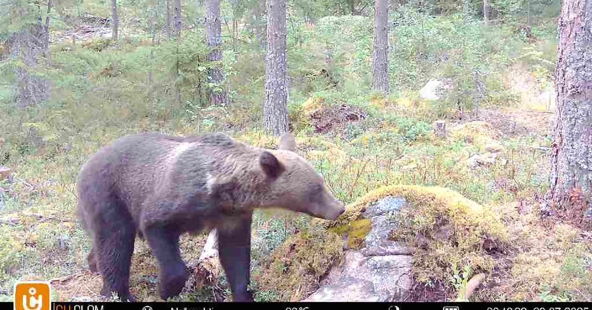 Karhu ei suostu poistumaan Viitasaaren jätepisteeltä, vaikka karkottimet huutavat niin, että korvia särkee