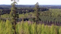 Ylhäältä kuvattu metsämaisema, jossa vaaleanvihreässä asussa olevia koivuja ja tummempia havupuita. Etualalla kaksi hoikkaa, korkeaa mäntyä.