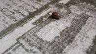 Verta imenyt pullea punkki matolla.