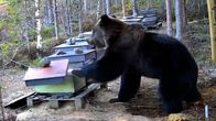 A bear with its paw on top of a domestic beehive, with the cover ajar.