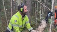 En man i gul jacka och matchande öronskydd håller i en emu i en höstskog.