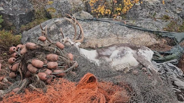 Kuvassa on poro, joka on sotkeutunut rysään. Oranssia ja harmaata verkkoa on poron ympärillä paljon. Takana on suuri kivi.