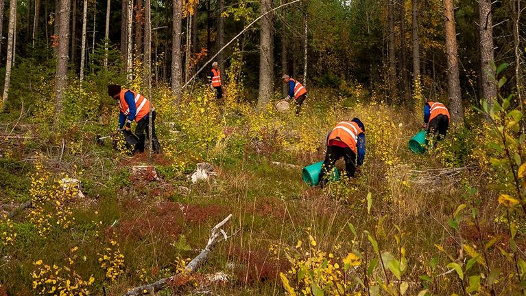Marjanpoimintaa Kärsämäellä