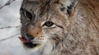 Ilves lipoo huuliaan Ranuan eläinpuistossa.