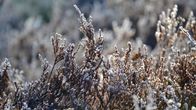 kanervat huurteessa