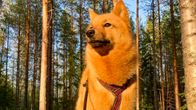 Suomenpystykorva Saga