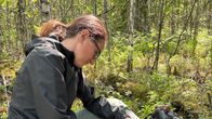 Nainen kiinnittää merikotkaan GPS-laitetta.