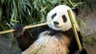 Panda syö bambua.