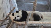 Lumi-panda nukkuu puisella lavitsalla.
