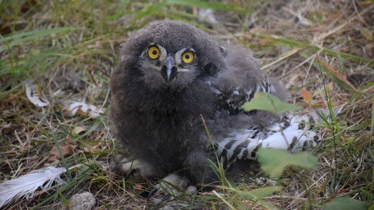 Tunturipöllön pörröinen poikanen istuu ruohikossa ja tuijottaa kameraan isoilla keltaisilla silmillään. 