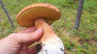 Kuvassa on aikainen herkkutatti. Lähikuva tatista, joka on ihmisen kädessä.