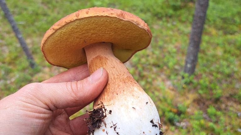 Kuvassa on aikainen herkkutatti. Lähikuva tatista, joka on ihmisen kädessä.