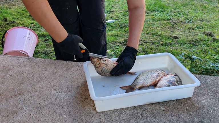 En person med svarta handskar klipper upp en fisk i en vit plastlåda utomhus vid en byggnad.