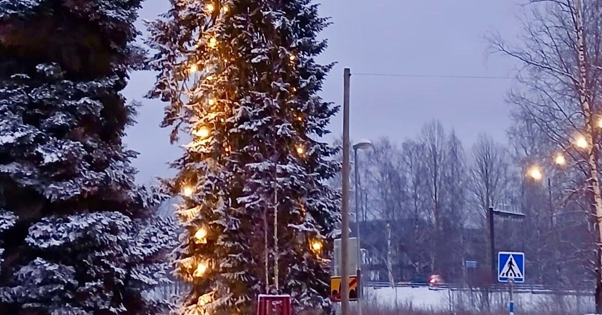 Pihtiputaan noin 31-metrinen jätti saattaa olla Suomen pisin joulukuusi – Kärkölän komea kuusi sai haastajia | Kotimaa