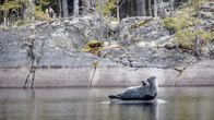 Photo shows a Saimaa ringed seal resting on a rock.