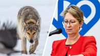 Kuvaparissa vasemmalla susi ja oikealla ministeri Sari Essayah. 