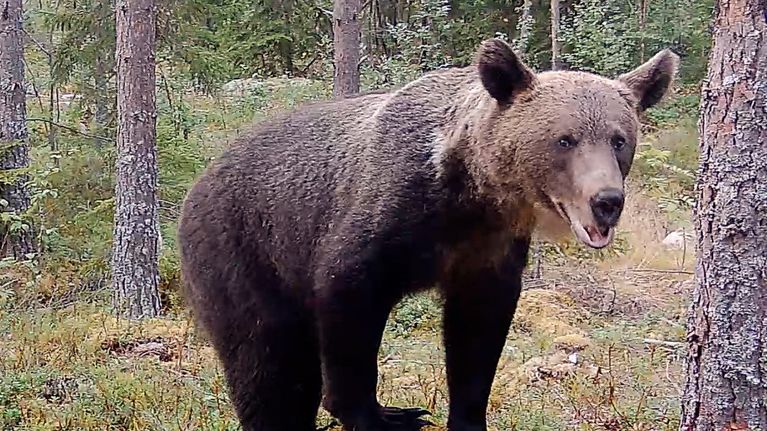Karhu on kiven päällä metsässä.