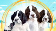 Tre hundvalpar med svart och vit päls poserar framför en färgglad bakgrund med soluppgång och landskap. 