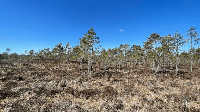 Keidassuo, missä kasvaa kituliaita mäntyjä.