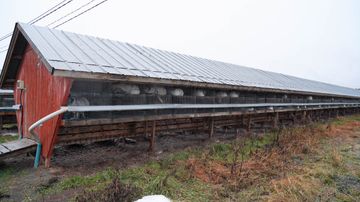 rävar i pälsfarm