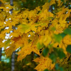 Yellow leaves on a tree branch.