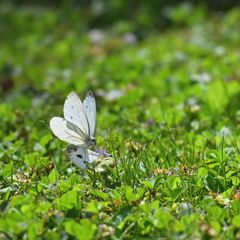 Två vita fjärilar sitter på en blomma i gräset, omgiven av grönska och små växter.