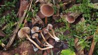 Tutkijoiden löytämään uuteen Inocybe minata -lajiin kuuluvia sieniä.