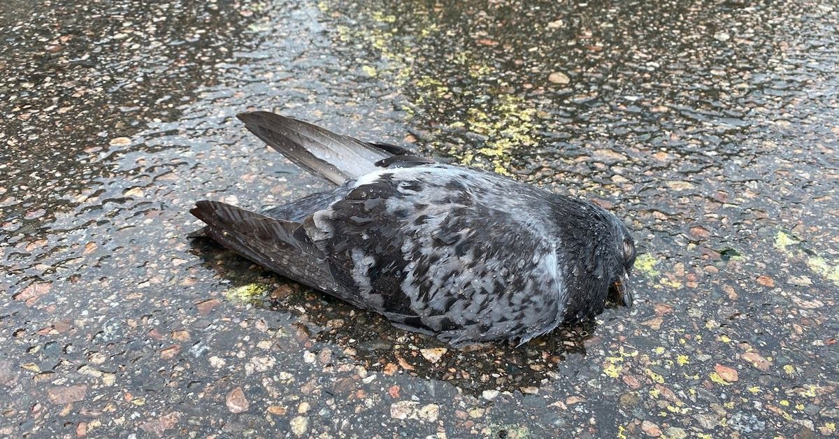 Suomen tieliikenteessä kuolee vuosittain yli kuusi miljoonaa eläintä