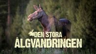 En älg står på en äng framför en bakgrund av träd, med texten "Den stora älgvandringen" över bilden.