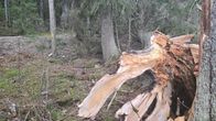 Kova tuuli on kaatunut ison kuusen. Juuri on pirstoutunut.