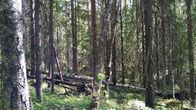 Vanhoja koivuja, mäntyjä ja kaatuneita puita luonnontilaisessa metsässä. 