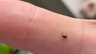 Kiinnittymätön punkki ihmisen sormella.