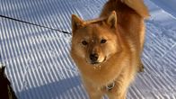 Suomenpystykorva seisoo hiihtoladulla hihnassa kiinni ja katsoo kameraan.
