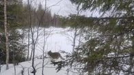 Susi kävi pihalla Kuusamon Heikkilässä 27.3.2025.