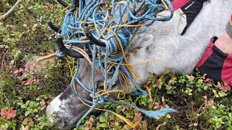 Kuvassa on poro, joka on sotkeutunut naruihin. Ihmisen kädet näkyvät pitävät poroa paikallaan.