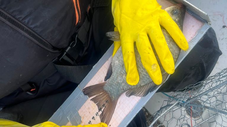 En person med gula handskar mäter en fisk mot en linjal i en båt; en del av en katsa syns i förgrunden.
