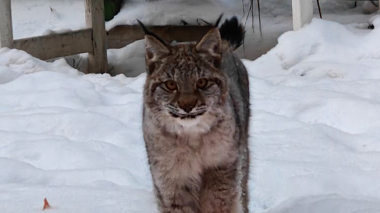 Ilves, joka kävelee lumisella alueella pinkin lumenluontilapion vieressä. Taustalla näkyy valkoinen penkki ja lumisia puita.