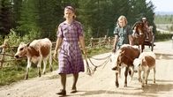 Vanhassa kuvassa nuoria naisia kävelemässä soratietä pitkin lehmien kanssa. 