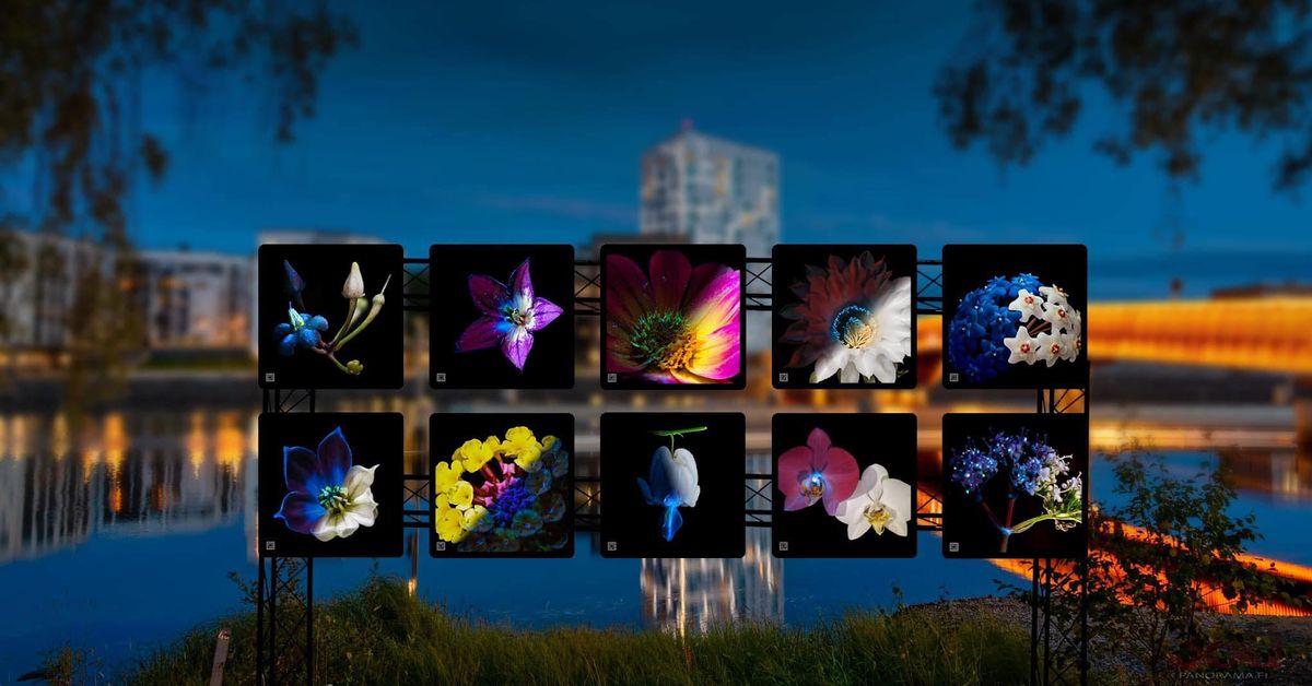 Ultravioletit valokuvat paljastavat pölyttäjien salaiset kartat ...