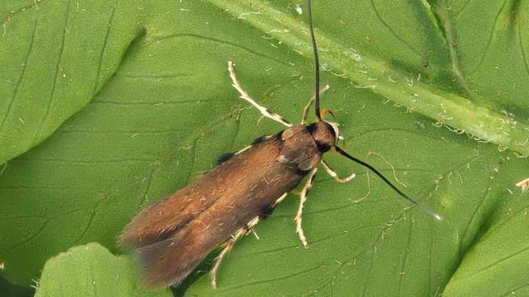 Close-up of a brown moth with pale legs and black spots sitting on a leaf.