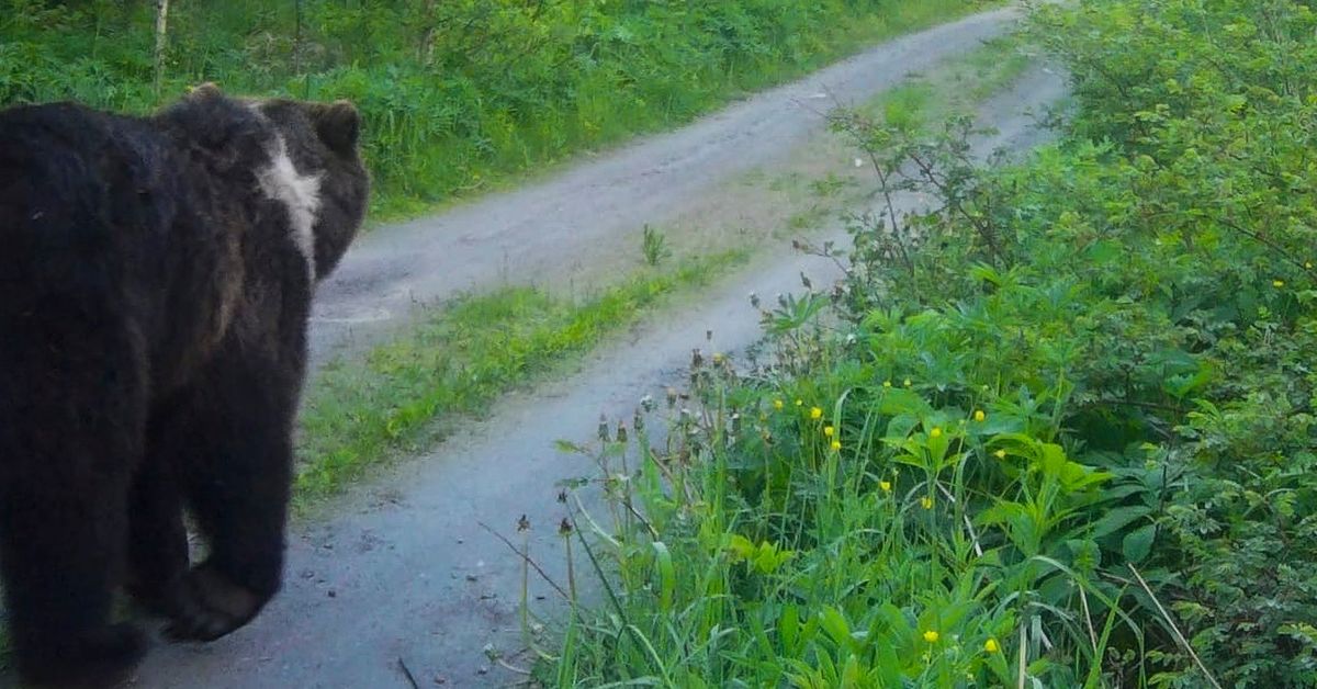 Karhu tappoi ponin kotilaitumella Jyväskylän Korpilahdella – ”Tapaus on ...