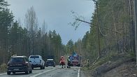 Puita kaatunut Pohjois-Savossa Ysitiellä.