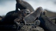 Avara luonto: galapagos, yle tv1