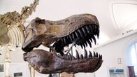 Tyrannosaurus rexin pääkallo Luonnontieteellisessä museossa