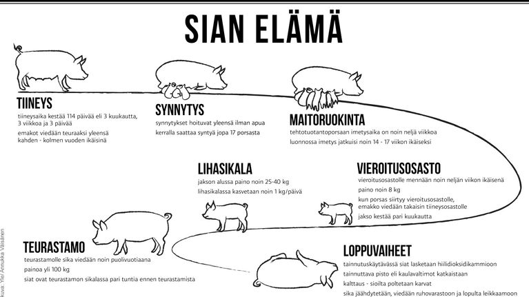 sian elinkaari